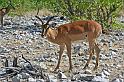 234 Etosha NP, impala